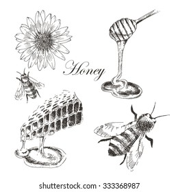 vector honey, honey cells, honey stick, bee illustration. detailed hand drawn sketch of nature objects