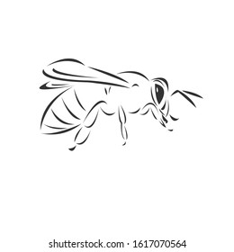 Vector of honey on a white background, Animal. insect. Easy editable layered  illustration. symbol. logo. icon