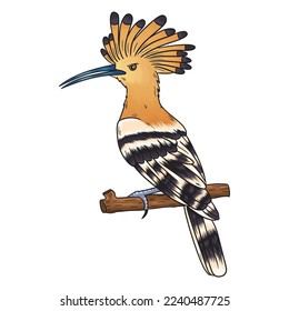 vector hoopoe bird, the beauty which is famous all over the world