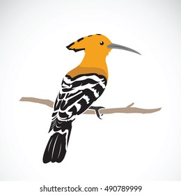 Vector of hoopoe on white background. Eurasian hoopoe (Upupa epops). Vector hoopoe bird for your design.