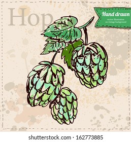 Vector hop hand drawn on vintage paper background, sketchy illustration in color isolated, oktoberfest 