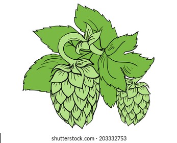 Vector hops green illustration