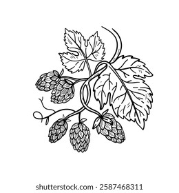 Vector hops illustration. Vintage style botanical illustration hops and beer.