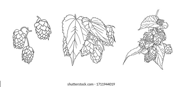 Vector hops plant sketches set isolated on white background, black outline drawings, illustration template, nature object.