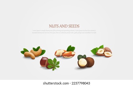 Vector horizontal banner with nuts and place for your text. The banner contains icons of the following nuts: macadamia, hazelnut, Brazil nut, chestnut and cashew