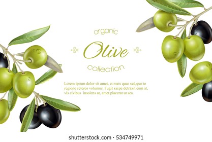 Vector horizontal banner with ripe black and green olives on white background. Design for olive oil, natural cosmetics, health care products. With place for text.