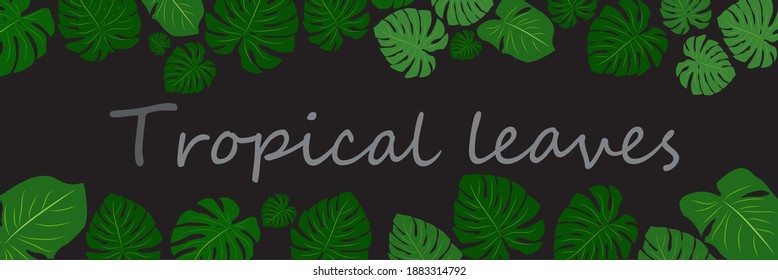 Vector horizontal banner with set of Monstera leaves on black background.