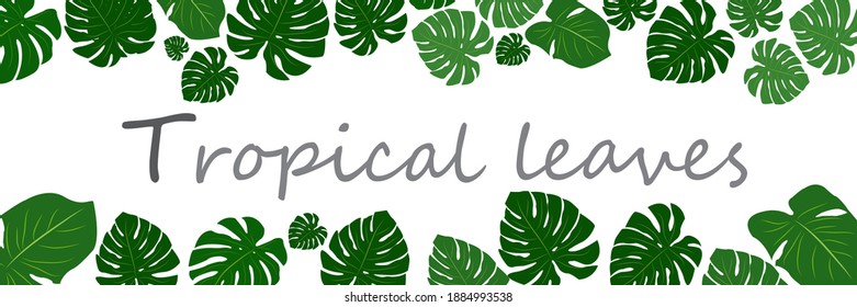Vector horizontal banner with set of Monstera leaves on white background.