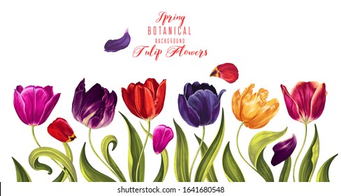 Vector horizontal border with multi-colored tulips flowers and leaves on white background.  Spring theme background. Hand drawn, vector, botanical floral design in realistic style. Vector illustration