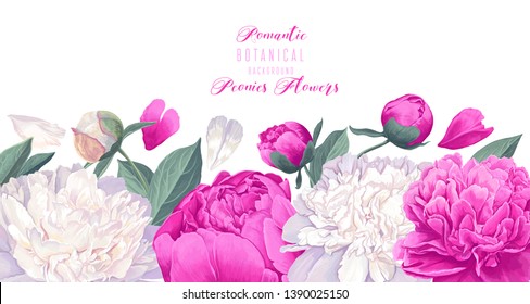 Vector horizontal border with white and pink peonies flowers on white background.  Spring theme background. Hand drawn, vector, botanical floral design in realistic style. Vector illustration.