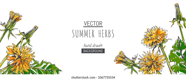 Vector horizontal botanical background with dandelions in white. Hand drawn texture with summer yellow flowers in sketch style. Floral card design.