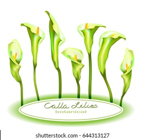 Vector  horizontal Botanical banner  with flowers white Calla lilies. Can be used as floral design for cosmetics, perfume, health care products, sweets packaging, greeting card