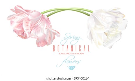 Vector horizontal card with white and pink tulip flowers. Spring tender design for natural cosmetics, perfume, florist shop. Can be used as greeting or wedding invitation