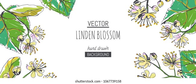 Vector horizontal floral background with linden blossom isolated on white. Hand drawn color texture with flowers and foliage in sketch style. Botanical design for card, label or banner