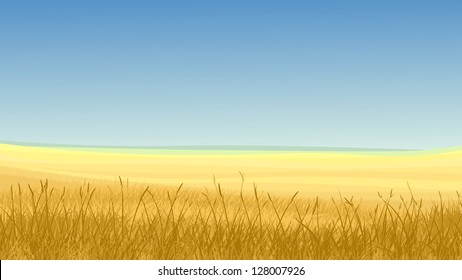 Vector horizontal illustration: field of yellow cereals grass against clear blue sky in hot day.