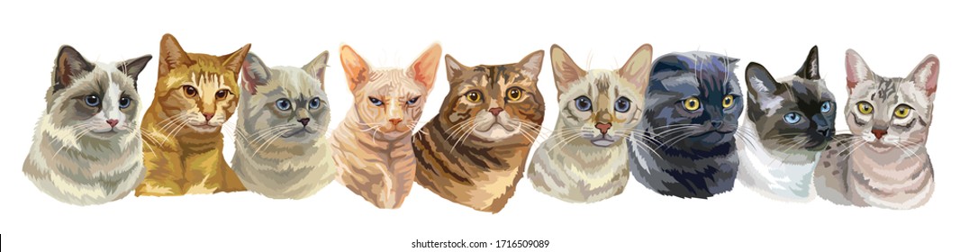 Vector horizontal illustration with isolated different cats breeds portraits standing in a row. Cats vector vintage illustration in realistic style.Image for design, cards, tattoo.Stock illustration - Shutterstock ID 1716509089
