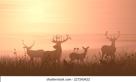 Vector horizontal illustration of wild deer on meadow at sunset.