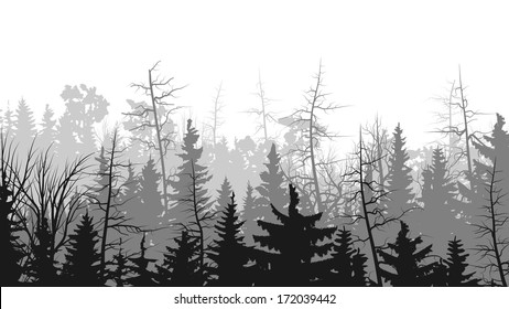 Vector horizontal illustrations coniferous treetops forest (pine, spruce, cedar).