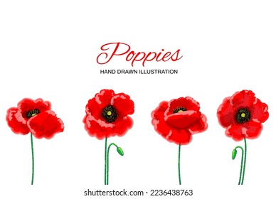 Vector horizontal sin costura, hermosas amapolas rojas aisladas en fondo blanco.