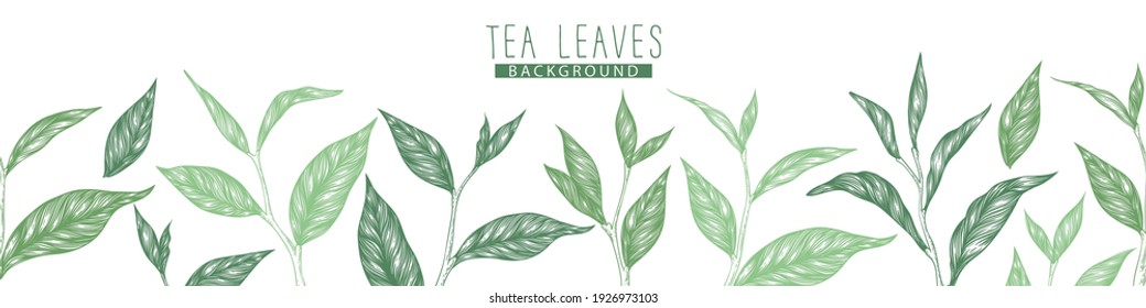 Vector horizontal seamless pattern with green hand drawn tea leaves and branches isolated on white background. Engraved style design for print, fabric, invitation, card, packaging