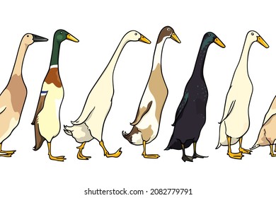 Vector horizontal seamless pattern with hand drawn various Indian Runner ducks. Ink drawing, beautiful farm products design elements. Perfect for prints and patterns svg