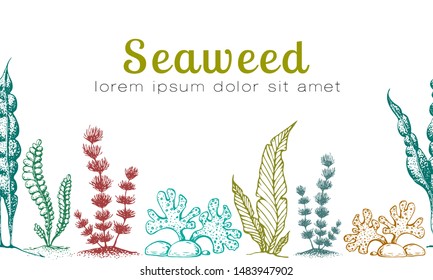 Vector horizontal seamless seaweed banner. vintage background with engraved seaweeds, corals and reef. underwater natural hand drawn elements. Wedding or ad template design. Vintage seaweed collection