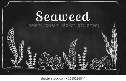 Vector horizontal seaweed banner. vintage background with engraved seaweeds, corals and reef. underwater natural hand drawn elements. Vintage seaweed collection. Wedding or ad template design