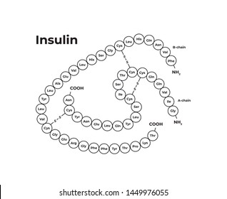 Vector hormones minimalistic banner template. Insulin structure isolated on white background. Associated with diabetes, pancreas. Design for education, presentation, poster.