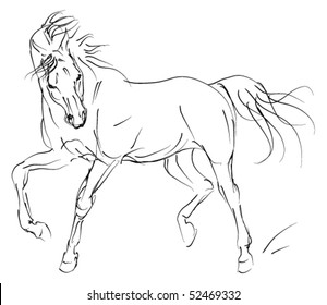 vector horse