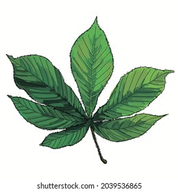 Vector Horse Chestnut Leaf Green