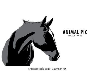 Vector horse on white background