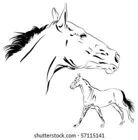 vector horse sketch