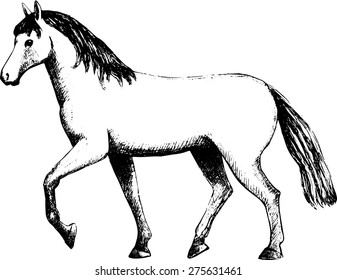 Vector horse-1. White and black.