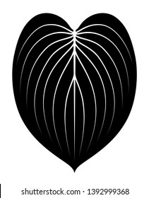 vector hosta leaf isolated on white background