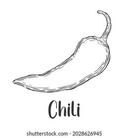 Vector of Hot Chili hand drawn sketch style. Drawing element design. Used for menu, poster, banner, label, logo or printed t-shirts, etc.