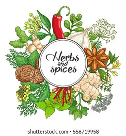 Vector hot round design with spices and herbs. Decorative colorful composition with type design