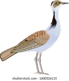 vector Houbara bustard ( African houbara)  illustration 