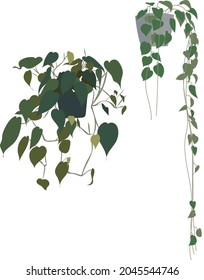 Vector house plant clipart.
Hanging plants element.
Flat illustration pothos and philodendron plants.