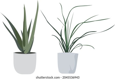 Vector house plant clipart.
Small potted plant element.
Aloe vera and spider plant flat illustration.