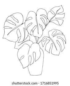 vector house plant monstera for interior design. hand drawing