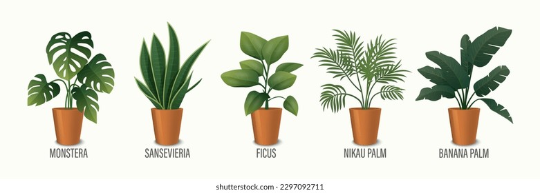 Vector House Plant in Pot Icon Set - Monstera, Sansevieria, Banana Palm, Ficus, Rhopalostylis, Nikau Palm in Pots Isolated on White. Houseplants Collection, Interior Plants. Vector Illustration