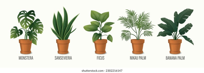 Vector House Planta en el Juego de Iconos de Pot - Monstera, Sansevieria, Palm Banana, Ficus, Rhopalostylis, Palm Nikau en Pots aislados en blanco. Colección de plantas domésticas, plantas interiores. Ilustración vectorial