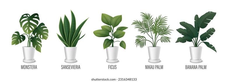 Vector House Planta en el Juego de Iconos de Pot - Monstera, Sansevieria, Palm Banana, Ficus, Rhopalostylis, Palm Nikau en Pots aislados en blanco. Colección de plantas domésticas, plantas interiores. Ilustración vectorial