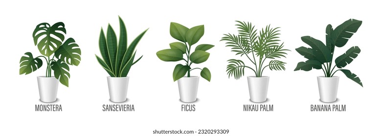 Vector House Plant in Pot Icon Set - Monstera, Sansevieria, Banana Palm, Ficus, Rhopalostylis, Nikau Palm in Pots Isolated on White. Houseplants Collection, Interior Plants. Vector Illustration