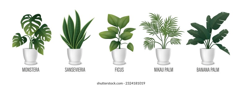 Vector House Plant in Pot Icon Set - Monstera, Sansevieria, Banana Palm, Ficus, Rhopalostylis, Nikau Palm in Pots Isolated on White. Houseplants Collection, Interior Plants. Vector Illustration