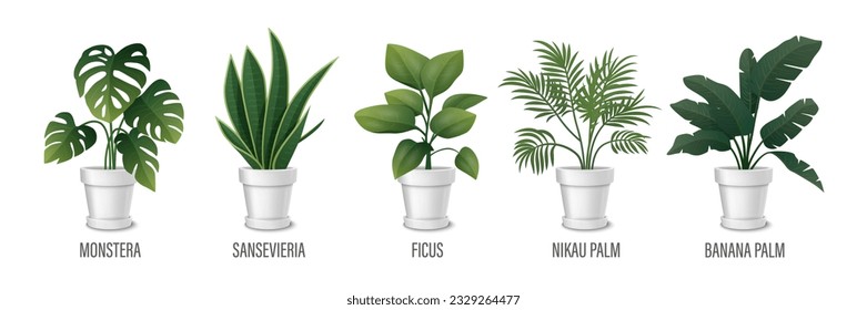 Vector House Plant in Pot Icon Set - Monstera, Sansevieria, Banana Palm, Ficus, Rhopalostylis, Nikau Palm in Pots Isolated on White. Houseplants Collection, Interior Plants. Vector Illustration