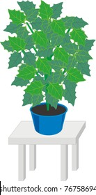 Vector house plants in dark blue pots on gray table  - color isolated illustration on white background