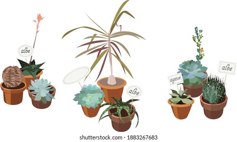 Vector house plants in pots. Set of elements for the design of postcards, flyers, internet posts, web advertising, advertising packaging