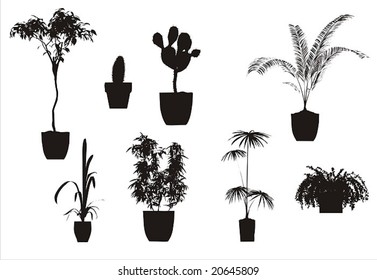 the vector houseplant collection