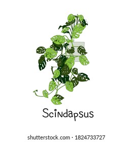 Vector Houseplants in a container for indoor use as a house plant in pots. Home gardening concept. Modern flat vector illustration.